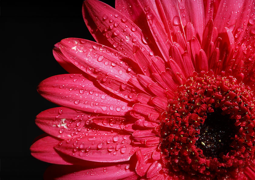 Petal After Rain Poster Print