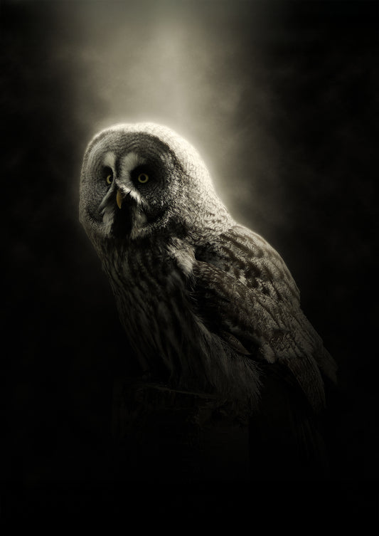 Nocturnal Majesty  – Owl Wall Art Poster Print, Vibrant Nature Design, Available Framed