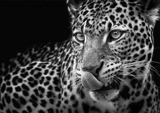 The Gaze – Big Cat Wall Art Poster Print, Modern Contemporary Leopard Design, Available Framed