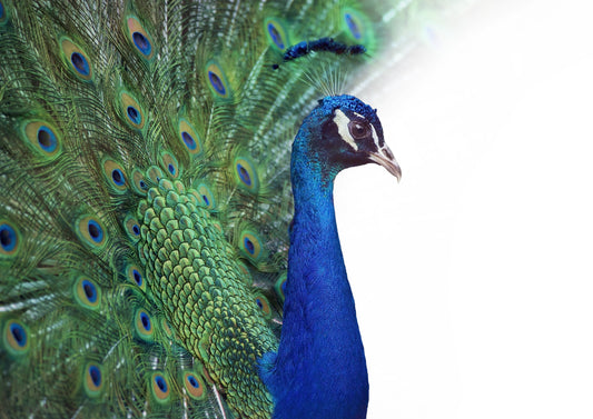The Opal Court  – Peacock Wall Art Poster Print, Vibrant Nature Design, Available Framed