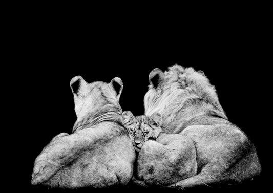 Royal Trio – Big Cat Wall Art Poster Print, Modern Contemporary Lion Design, Available Framed