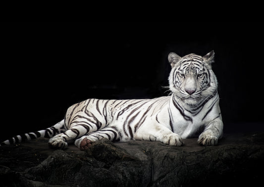 Ivory Empress – Big Cat Wall Art Poster Print, Modern Contemporary White Tiger Design, Available Framed