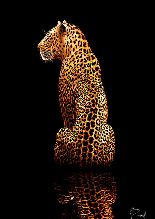 Deep Reflection – Big Cat Wall Art Poster Print, Modern Contemporary Leopard Design, Available Framed