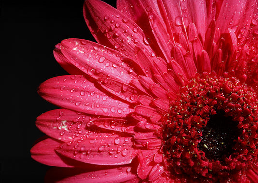 Petal After Rain Poster Print