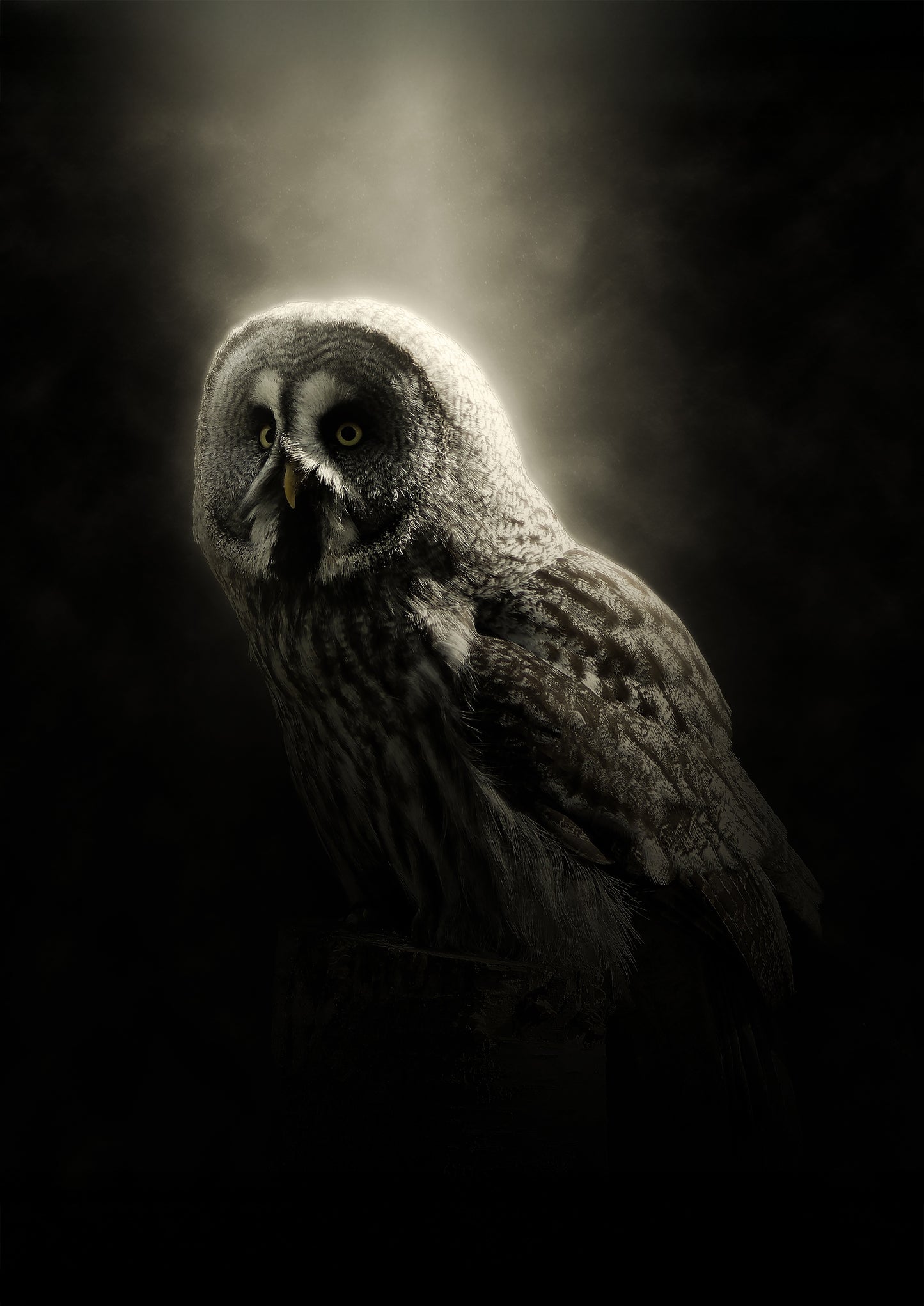Nocturnal Majesty Poster Print
