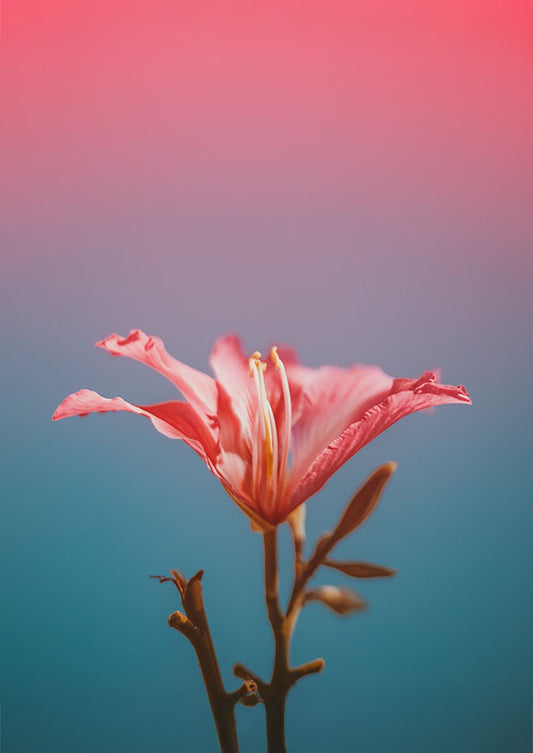 Blooming Hour Poster Print