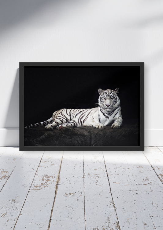 Ivory Empress – Big Cat Wall Art Poster Print, Modern Contemporary White Tiger Design, Available Framed