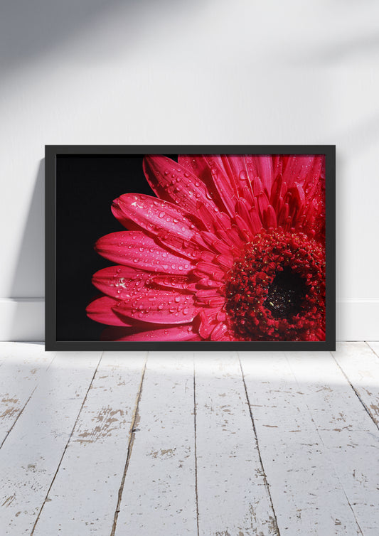 Petal After Rain  – Flower Poster Print, Vibrant Floral Botanical Wall Art, Available Framed